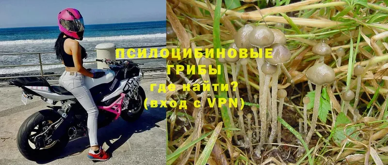 Галлюциногенные грибы Psilocybine cubensis  где купить   Сорск 